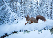RF- Red squirrel (Sciurus vulgaris) on snow-covered branch in pine forest, Glenfeshie Estate, Cairngorms National Park, Highlands, Scotland, UK, January. (This image may be licensed either as rights m...