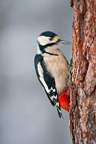Great-spotted woodpecker (Dendrocopus major) male drumming the trunk of Scots pine tree trunk, Glenfeshie Estate, Cairngorms NP, Highlands, Scotland, UK, January
