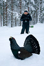 Capercaillie (Tetrao urogallus) male displaying in pine forest in snow, watched by photographer,  Cairngorms NP, Highlands, Scotland, UK, January