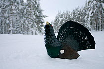RF- Capercaillie (Tetrao urogallus) male displaying in pine forest in snow. Cairngorms National Park, Highlands, Scotland, UK, January. (This image may be licensed either as rights managed or royalty...