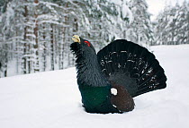 Capercaillie (Tetrao urogallus) male displaying in pine forest in snow, Cairngorms NP, Highlands, Scotland, UK, January. Did you know? The UK populations of capercaillie were reintroduced in the 19th...