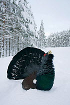 Capercaillie (Tetrao urogallus) male displaying in pine forest in snow, Cairngorms NP, Highlands, Scotland, UK, January