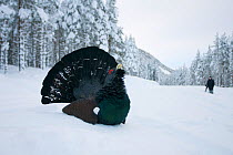 Capercaillie (Tetrao urogallus) male displaying in pine forest in snow, photographer in background, Cairngorms NP, Highlands, Scotland, UK, January