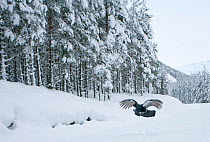 Capercaillie (Tetrao urogallus) male flying low over snow in pine forest, Cairngorms NP, Highlands, Scotland, UK, January