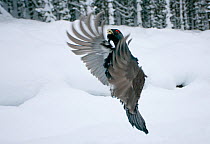 Capercaillie (Tetrao urogallus) male displaying, taking off from snow in pine forest, Cairngorms NP, Highlands, Scotland, UK, January