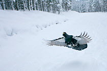 Capercaillie (Tetrao urogallus) male displaying, flying over snow in pine forest, Cairngorms NP, Highlands, Scotland, UK, January