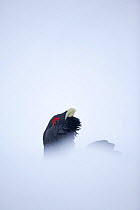 Capercaillie (Tetrao urogallus) head of male displaying in snow, Cairngorms NP, Highlands, Scotland, UK, January