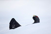 Capercaillie (Tetrao urogallus) male displaying half hidden in snow in pine forest, Cairngorms NP, Highlands, Scotland, UK, January