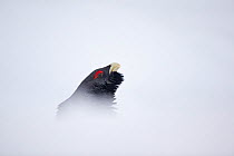 Capercaillie (Tetrao urogallus) head of male displaying in snow in pine forest, Cairngorms NP, Highlands, Scotland, UK, January