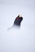 Capercaillie (Tetrao urogallus) head of male displaying in snow in pine forest, Cairngorms NP, Highlands, Scotland, UK, January