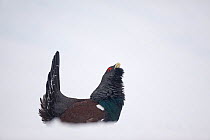 Capercaillie (Tetrao urogallus) male displaying in snow in pine forest, Cairngorms NP, Highlands, Scotland, UK, January