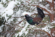 Capercaillie (Tetrao urogallus) male displaying in pine tree in snow, Cairngorms NP, Highlands, Scotland, UK, January