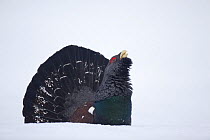 Capercaillie (Tetrao urogallus) male displaying in snow in pine forest, Cairngorms NP, Highlands, Scotland, UK, January