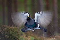 Capercaillie (Tetrao urogallus) male flying through pine forest, Cairngorms NP, Highlands, Scotland, UK, February. 2020VISION Book Plate.