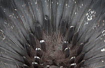 Capercaillie (Tetrao urogallus) rear view close up of tail feathers of male displaying, Cairngorms NP, Highlands, Scotland, UK, February