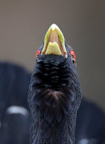 Close up of Capercaillie (Tetrao urogallus) male displaying in pine forest, Cairngorms NP, Highlands, Scotland, UK, February