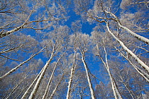 View up through canopy of Silver birches (Betula pendula) in winter, Insh Marshes, Cairngorms NP, Highlands, Scotland, UK, December. Photographer quote: "Fingers and toes might protest at -15c, but on...