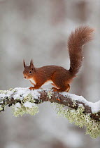 Red squirrel (Sciurus vulgaris) on snow-covered branch in pine forest, Cairngorms NP, Highlands, Scotland, UK, December