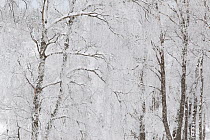 Silver birch trees (Betula pendula) covered in hoar frost in winter, Glenfeshie, Cairngorms NP, Highlands, Scotland, UK, December