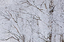 Silver birch trees (Betula pendula) covered in hoar frost in winter, Glenfeshie, Cairngorms NP, Highlands, Scotland, UK, December