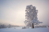 Silver birch tree (Betula pendula) covered in hoar frost in winter, Glenfeshie, Cairngorms NP, Highlands, Scotland, UK, December