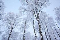 RF- Canopy of Silver birch trees (Betula pendula) covered in hoar frost in winter. Glenfeshie, Cairngorms National Park, Highlands, Scotland, UK, December. (This image may be licensed either as rights...