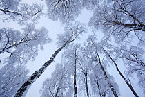 RF- Canopy of Silver birch trees (Betula pendula) covered in hoar frost in winter. Glenfeshie, Cairngorms National Park, Highlands, Scotland, UK, December . (This image may be licensed either as right...