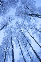 View up through the canopy of Silver birch trees (Betula pendula) covered in hoar frost in winter, Glenfeshie, Cairngorms NP, Highlands, Scotland, UK, December