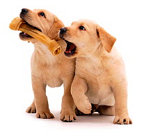 Two yellow Labrador Retriever puppies, 7 weeks, with rawhide bone chew.