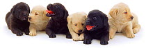 Three Black and three Yellow Labrador puppies in a row.