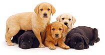 Three yellow and two black Labrador puppies, 6 weeks.