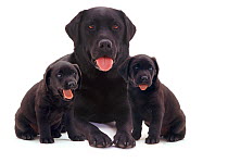 Black Labrador with two puppies.