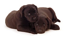 Two black Labrador puppies lying next to each other.