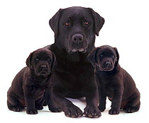 Black Labrador and two puppies.
