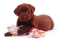 Chocolate Labrador puppy with ragger toy.