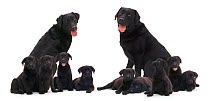 Black Labrador family, two adults with nine puppies. Digital composite.