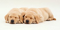 Two Yellow Labrador retriever puppies sleeping, 6 weeks.