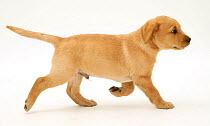 Male yellow Labrador retriever puppy running, 8 weeks.