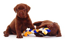 Two chocolate Labrador retriever puppies, one playing with rope toy, 6 weeks.