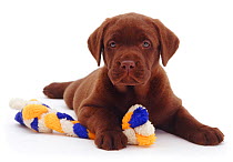Chocolate Labrador retriever puppy with rope toy, 6 weeks.