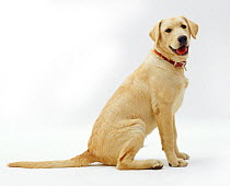 Male Labrador x Golden Retriever puppy, 5 months.