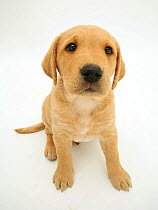 Male yellow Labrador retriever puppy sitting and looking up, 8 weeks.