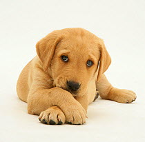 Yellow Labrador retriever puppy lying with paws crossed, 8 weeks.