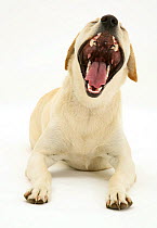 Yellow Labrador bitch Lucy yawning.