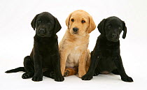 Two Black and one Yellow Labrador Retriever pups, 8 weeks.