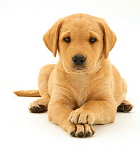 Yellow Labrador Retriever pup, 8 weeks, lying with paws crossed.
