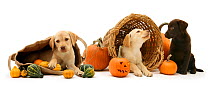 Yellow and Chocolate Retriever puppies with bag, wicker basket, pumpkins and gourds at Halloween.