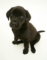 Black Labrador Retriever puppy, 8 weeks.
