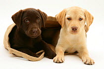 Chocolate and Yellow Retriever puppies in a cloth bag.