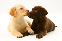 Yellow and Chocolate Labrador Retriever puppies.